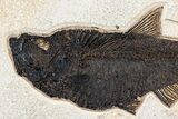 Green River Fossil Fish Mural With Diplomystus & Cockerellites #254197-3